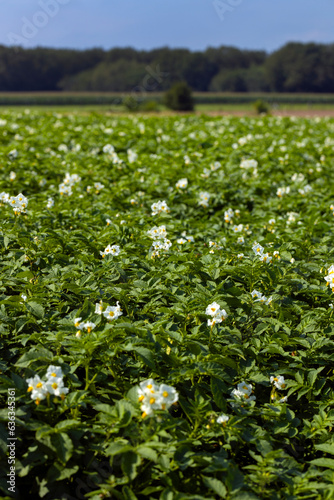 Fototapeta Naklejka Na Ścianę i Meble -  Field of blooming poatoes. Vegetables. Farming. Es Uffelte Drenthe Netherlands. 