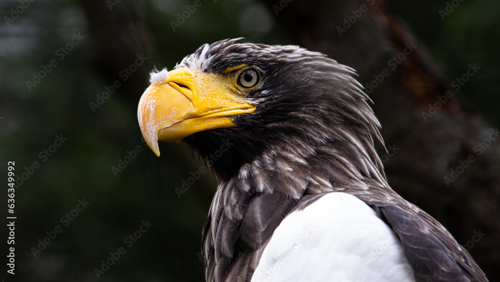 Obraz premium Portrait of a Steller's Sea Eagle
