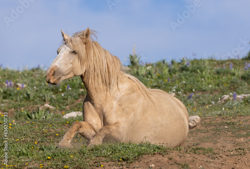 Wild Horse in the Pryor Mountains Wild Horse Range Montana in Summer