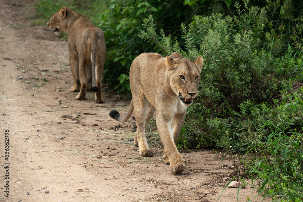 lion, femelle, lionne, Panthera leo, Afrique lion, femelle, lionne, Panthera leo, Afrique