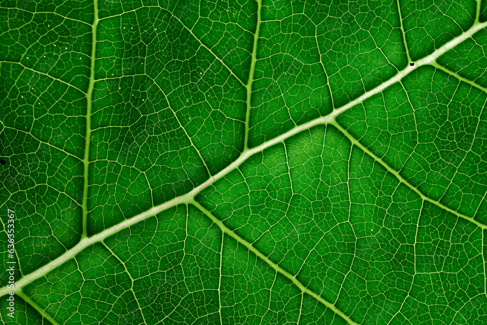 Green leaf texture closeup background, macro photo Green leaf texture closeup background, macro photo