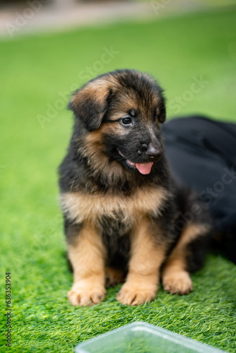a lovable Alsatian German Shepherd puppy is seen joyfully romping on a field of lush green grass, bringing smiles to all who witness its playful antics.