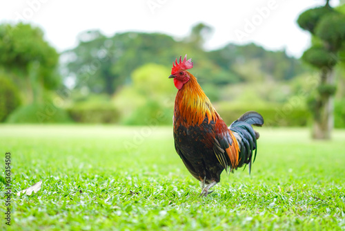 Asian Rooster Bantam cock chick red, orange black and brown colour on it at the wide grass outdoor field.