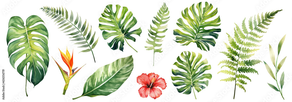 Large hand drawn watercolor tropical plants set, monstera on an isolated white background, watercolor vector illustration - obrazy, fototapety, plakaty 