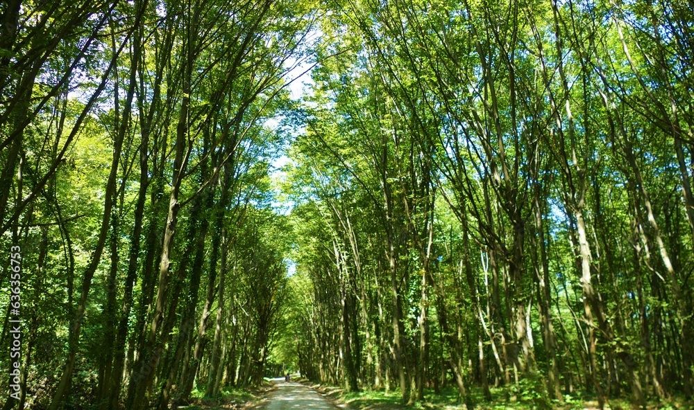 Obraz premium Path in green forest with high trees scenery