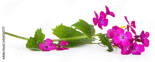 A bright purple honesty flower aka Lunaria Annua, laying down isolated on a white background