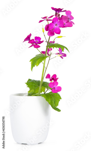 A bright purple honesty flower aka Lunaria Annua, standing in a little white coffee cup, isolated on a white background