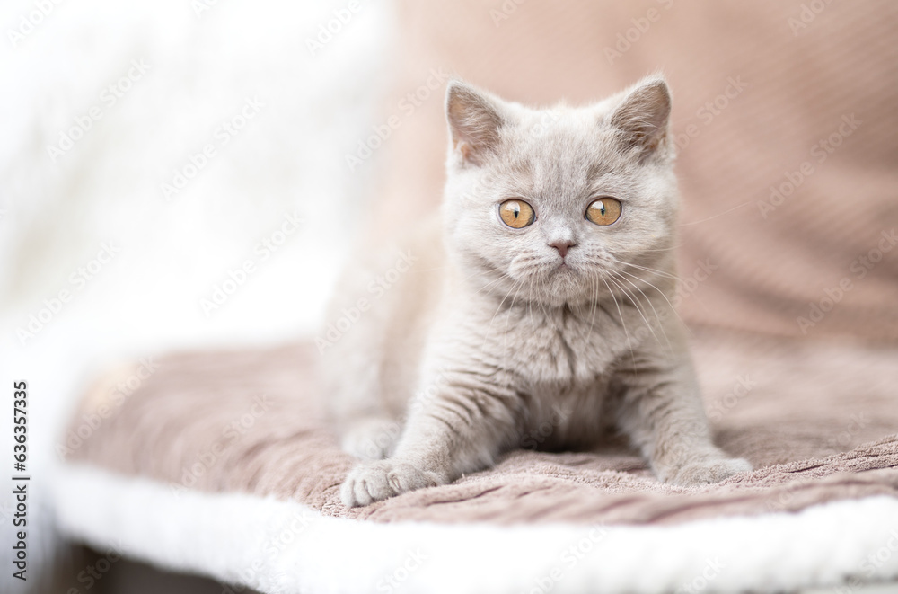 Fototapeta premium Luxus Katzen , Britisch Kurzhaar edel Kitten