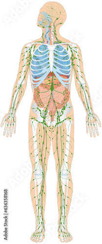 Infografik Lehrmaterial: Skelett, Atmungssystem, Verdauungssystem, Lymphatisches System / Lymphsystem des Menschen