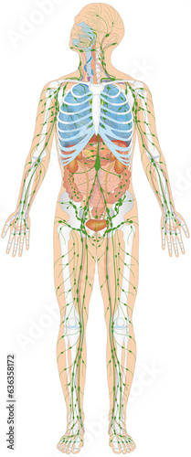 Infografik Lehrmaterial: Skelett, Atmungssystem, Verdauungssystem, Lymphatisches System, Harnorgane / Lymphsystem des Menschen
