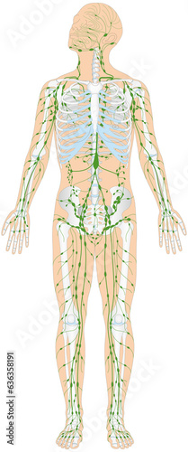 Infografik Lehrmaterial: Skelett und Lymphatisches System / Lymphsystem des Menschen - Lymphgefäße Lymphknoten