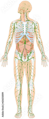 Infografik Lehrmaterial: Skelett, Verdauungssystem, Lymphatisches System / Lymphsystem des Menschen