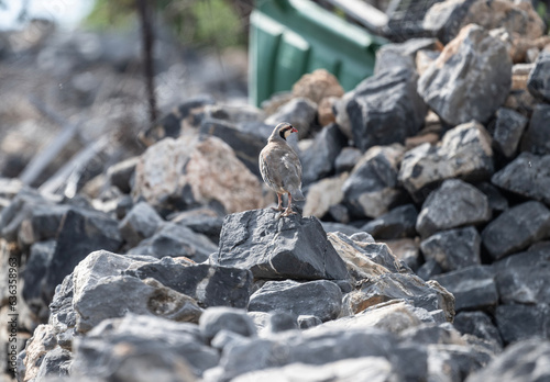 European rock partridge in natural conditions in the steppe zone of the island of Crete in summer