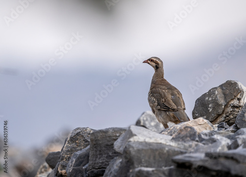 European rock partridge in natural conditions in the steppe zone of the island of Crete in summer