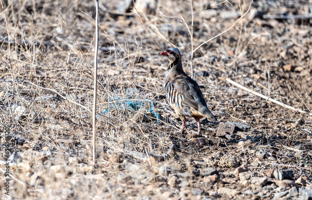 European rock partridge in natural conditions in the steppe zone of the island of Crete in summer European rock partridge in natural conditions in the steppe zone of the island of Crete in summer