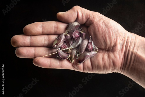 bunch of garlic in hand