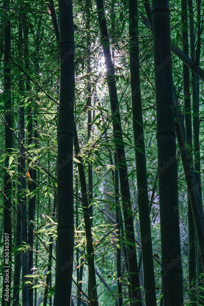 Bamboo forest seen from the inside, with long wide canes groing several meters off the ground and subtle light coming through the leaves.