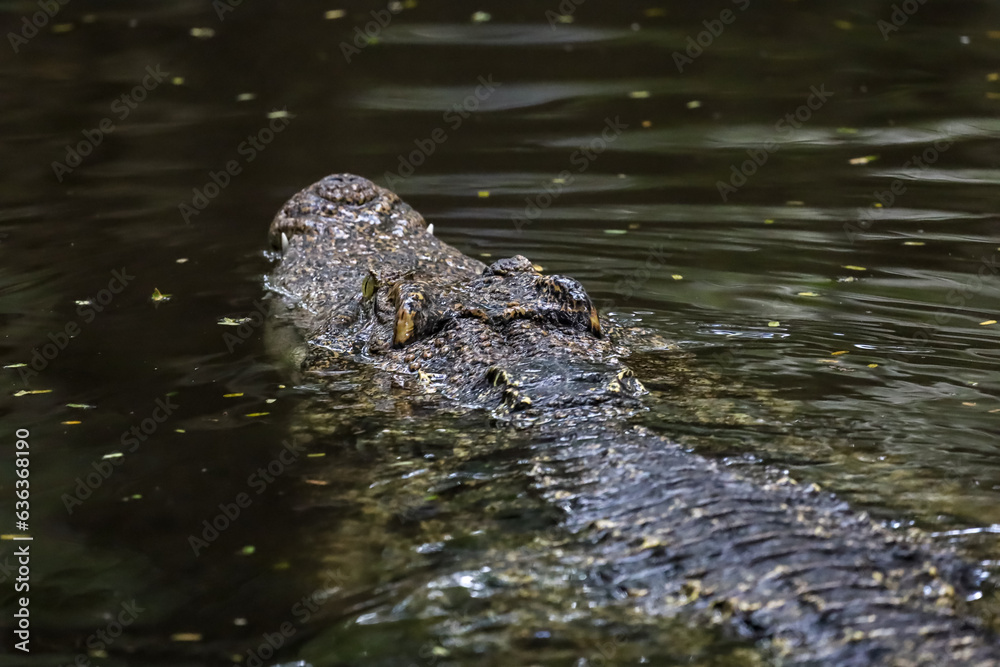Naklejka premium Close up head crocodile is show head in river