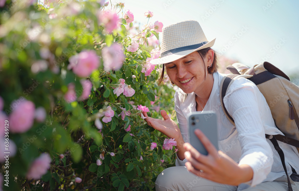 woman enjoying the aroma and make photo in her smartphone in Field of Damascena roses in sunny summer day . village Guneykent in Isparta region, Turkey a real paradise for eco-tourism.