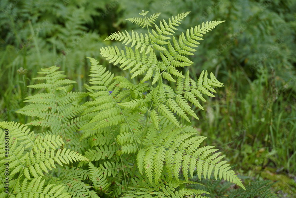 Large bracken fern leaves in a pine forest close-up. Summer. August