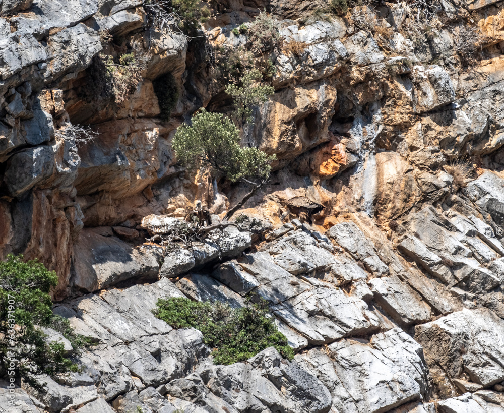 griffon vulture in natural conditions resting on the rocks of the island of Crete in summer