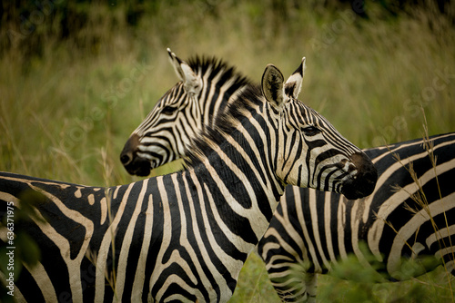 Fototapeta Naklejka Na Ścianę i Meble -  Zebras in Akagera National Park, Rwanda 