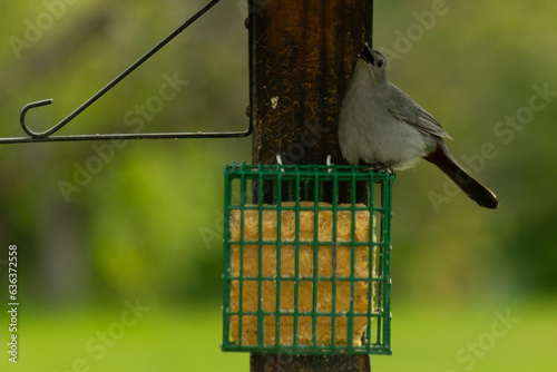 This cute little catbird is just puffed up sitting on the suet cage. I love the fluffy look of his grey plumage. He looks so relaxed. His cute little black eyes just looking up as he tries to cool.
