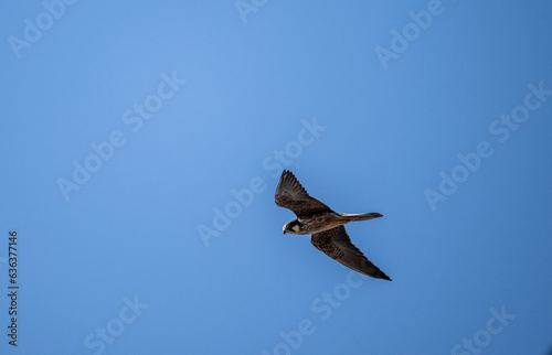 Eleonora's Hobby Falcon in natural conditions in flight on the hunt against the background of the blue sky of the island of Crete in the summer