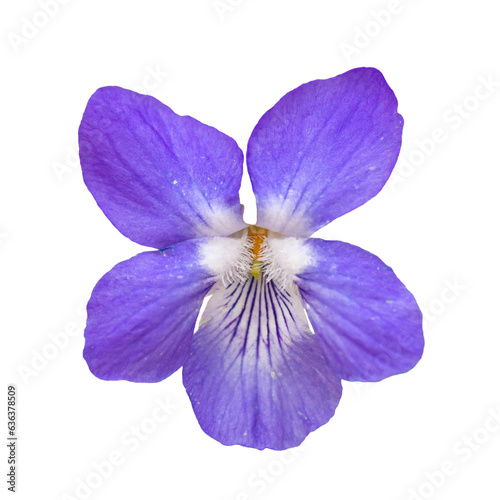 single wood violet, sweet violet, English violet, common violet, florist's violet or garden violet (viola odorata) flower, detail