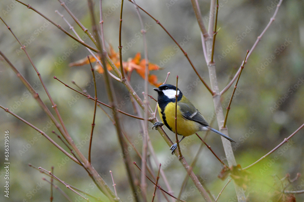 Naklejka premium Garden bird Great tit sitting on the branch in the green background