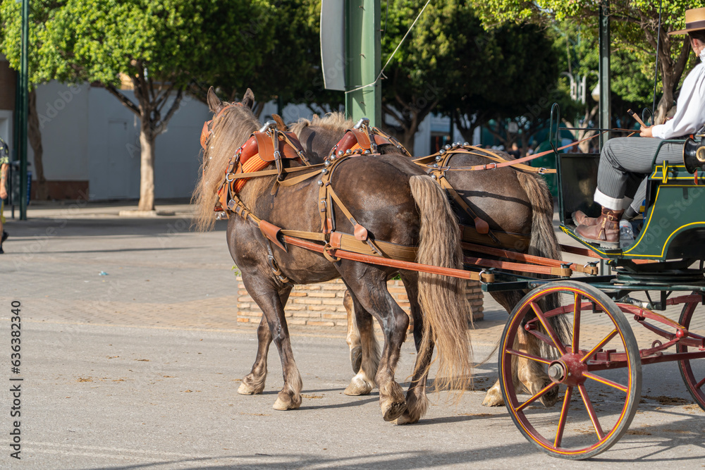 Celebrating Spanish culture, traditional horses dance in Malaga's iconic summer fair, showcasing equestrian excellence in the heart of Andalusia. Celebrating Spanish culture, traditional horses dance in Malaga's iconic summer fair, showcasing equestrian excellence in the heart of Andalusia.