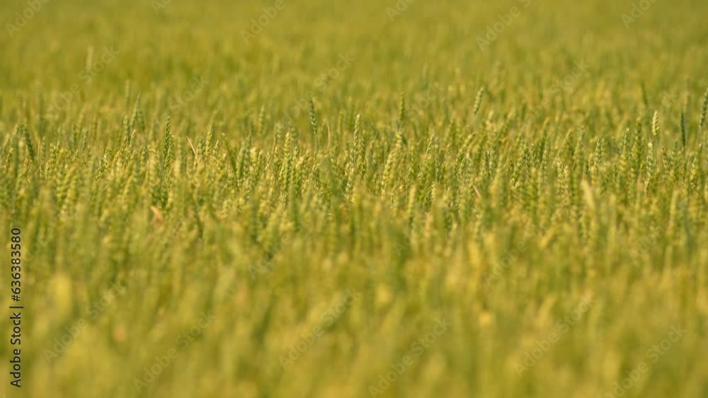 Slow motion of green wheat field during early summer in the Canadian countryside. View of agriculture wheat field at strong wind. Wheat farm crops moving in wave from strong wind. Food concept. Slow motion of green wheat field during early summer in the Canadian countryside. View of agriculture wheat field at strong wind. Wheat farm crops moving in wave from strong wind. Food concept.