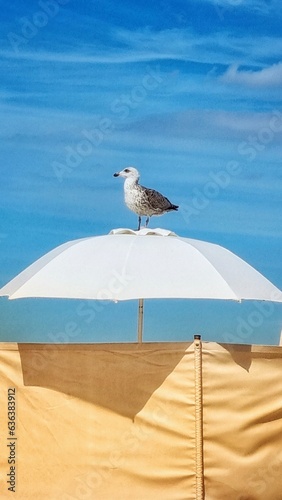 seagull on a parasol on the beach