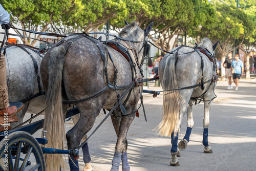 Celebrating Spanish culture, traditional horses dance in Malaga's iconic summer fair, showcasing equestrian excellence in the heart of Andalusia.
