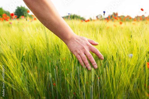 A farmer walking across the field checks the wheat harvest with his hand. Agriculture, farming, agricultural products.