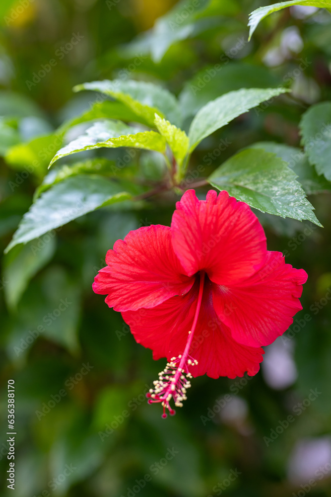 Hibiscus rosa-sinensis, beautiful pink chinese rose soft focus in vivid style. Colorful flower with green leaves nature background.