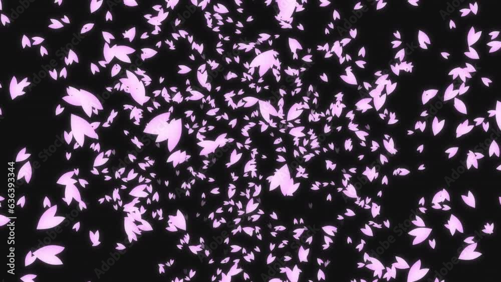 Pink cherry petals falling from the night sky, black background. Spring time in Japan. Pink cherry petals falling from the night sky, black background. Spring time in Japan.