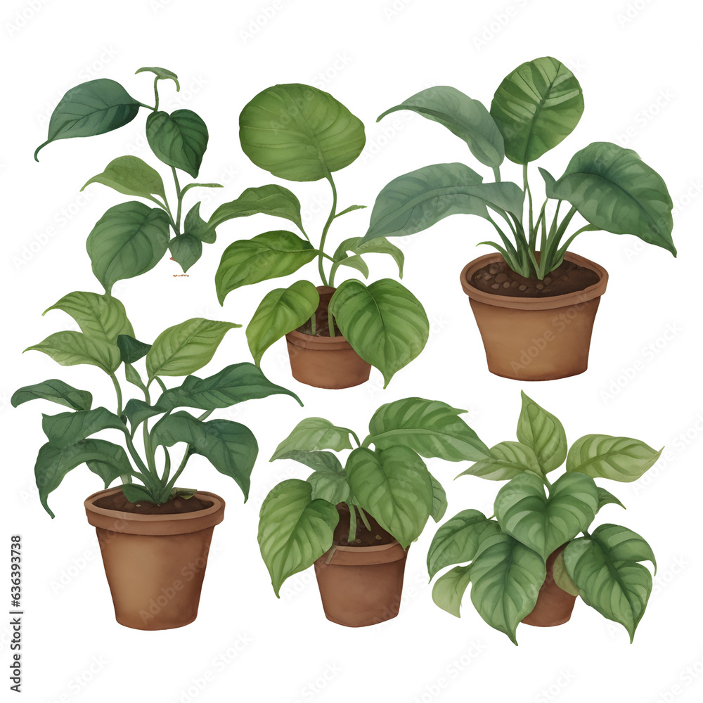 Fototapeta premium plant in pots