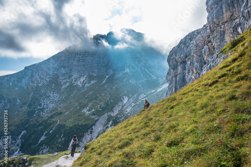 Steinbocks in the Julian alps photo