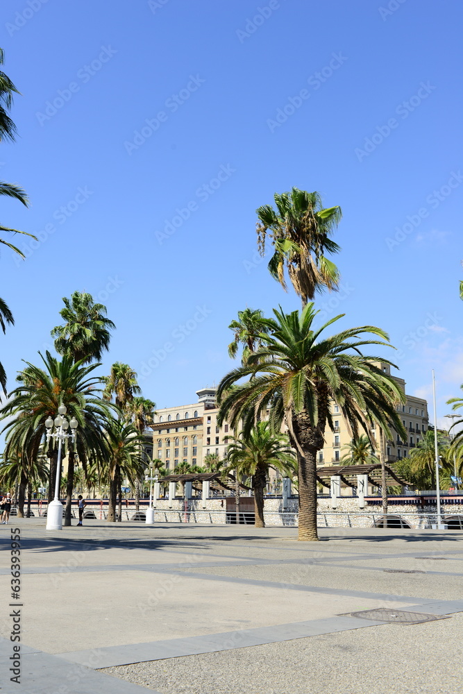 view of palm trees on a summer day against the backdrop of urban development