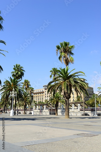 view of palm trees on a summer day against the backdrop of urban development © Aleks