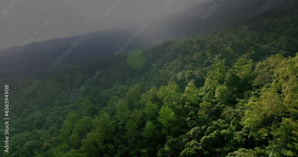 Top view of rainforest. Done view of Bali. Tropical forest Top view of rainforest. Done view of Bali. Tropical forest