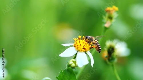 A bee on a flower just looking for nectar in a flower, video for nature background photo