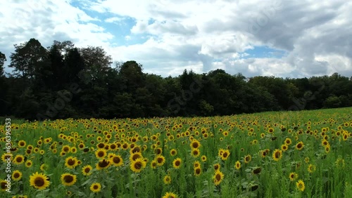 Sunflower Field