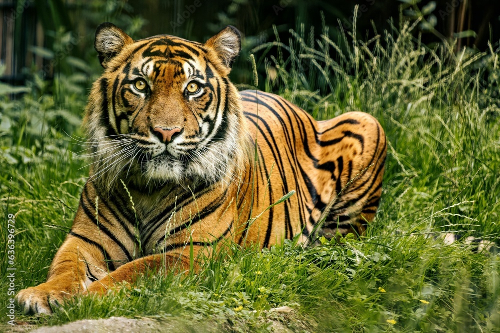 Majestic Bengal tiger lounges in the lush green grass in its zoo enclosure Majestic Bengal tiger lounges in the lush green grass in its zoo enclosure