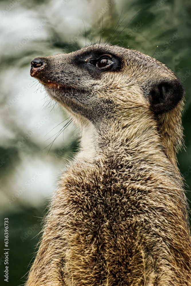 Adorable meerkat perched on the ground looking aside on blurred background Adorable meerkat perched on the ground looking aside on blurred background