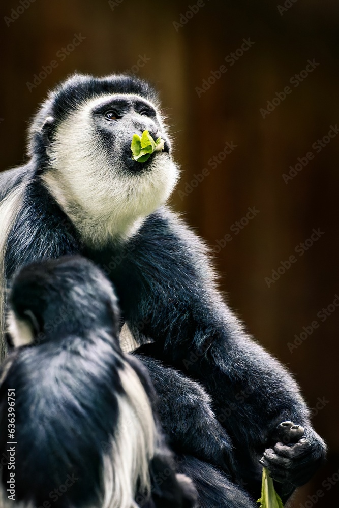 Obraz premium Curious Mantled guereza monkey perched on its back, eating food in its zoo enclosure