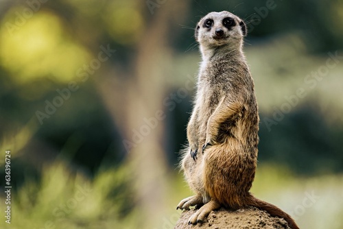 Cute, small Meerkat perched atop a rocky outcrop in a lush grassy field