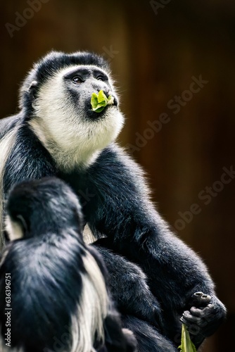 Curious Mantled guereza monkey perched on its back  eating food in its zoo enclosure