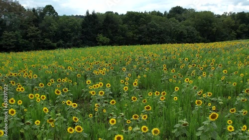 Sunflower Field